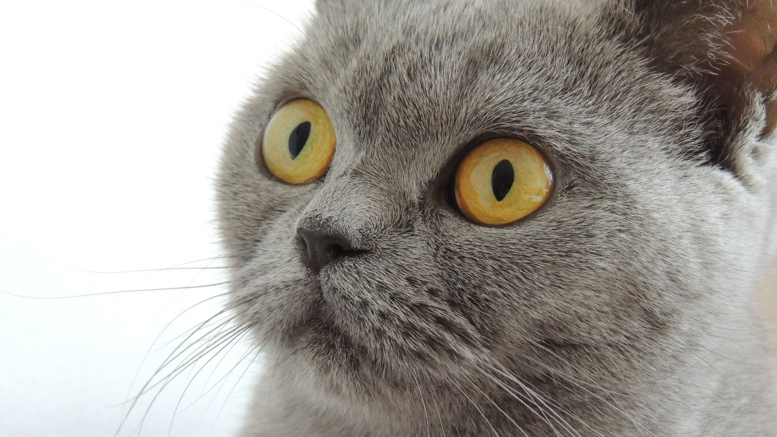 九游体育官网入口-“德甲夺冠集团火拼，胜负悬念究竟归谁？”，德甲连冠